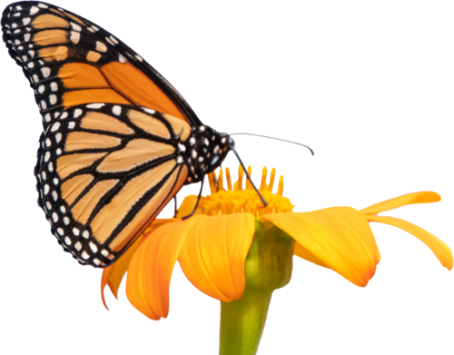 butterfly yellow